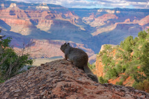 Foto des Grand Canyon